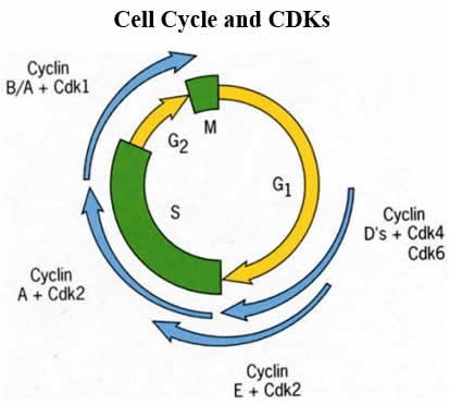 Milciclib cell cycle cdks